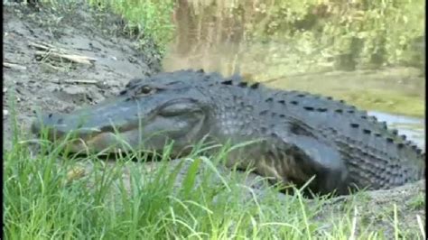 Massive alligator spotted in Croatan National Forest | WCTI