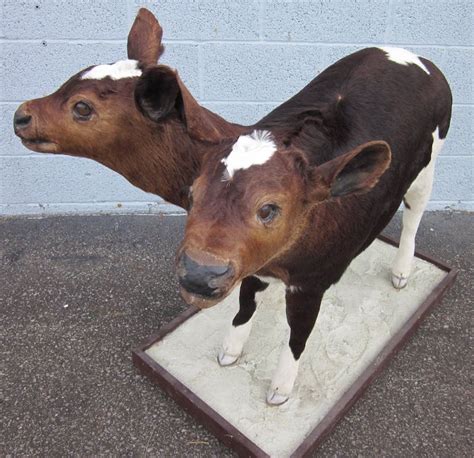 Own your own two-headed calf taxidermy - Boing Boing