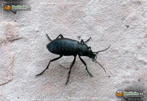 Darkling Beetle