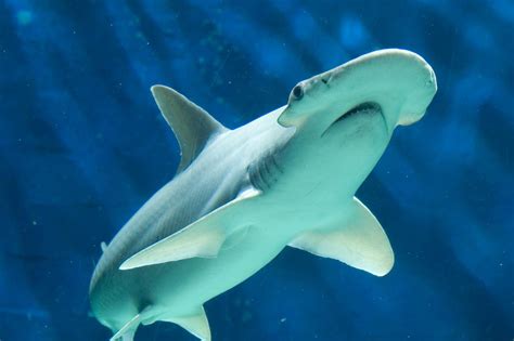 Hammerhead Shark Wallpaper HD Download