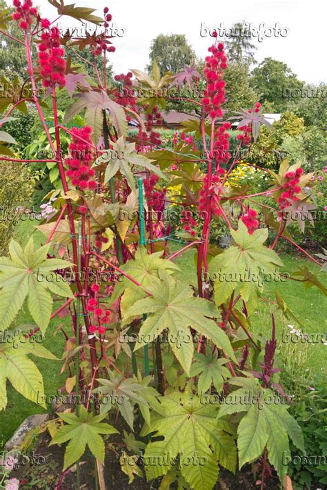 Image Castor oil plant (Ricinus communis) - 573079 - Images of Plants and Gardens - botanikfoto