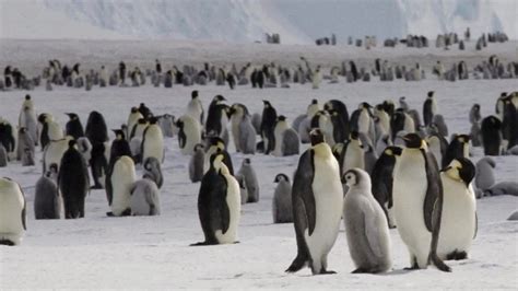 The world’s second-largest emperor penguin colony has nearly ...