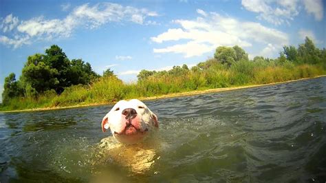 Dogo argentino attack lol - YouTube