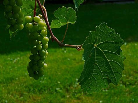 Green Grapes Vineyard Grape - Free photo on Pixabay - Pixabay