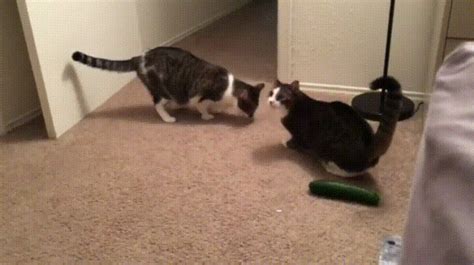 Cats Don’t Seem To Like Cucumbers (11 gifs) - Izismile.com