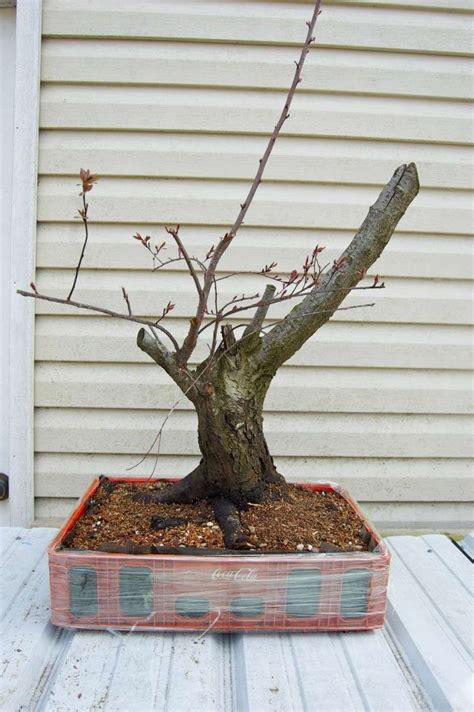 large training bonsai pots