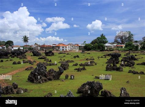 Coral garden, Wasini island, Kenya Stock Photo - Alamy