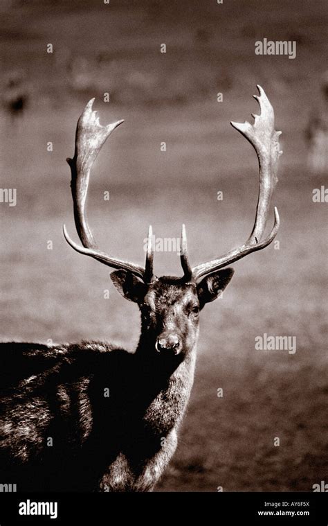 Black and white deer at Margam Park with large Antler, South Wales, Port Talbot. Sepia duotone ...