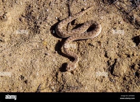 Sahara sand viper (Cerastes vipera) burying itself in the sand The ...