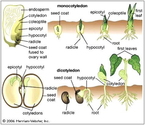 Seed Germination in Dicots and Monocots | Horticulture education, Plant science, Teaching biology