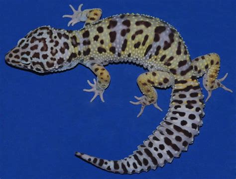 35 Awesome Leopard Gecko Morphs (With Pictures): The Complete Guide