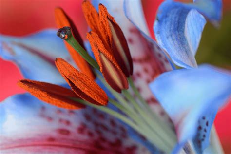 Blue Stargazer Lily Meaning - Petals And Hedges