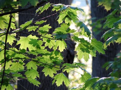 How to Identify Deciduous Trees by Their Leaves