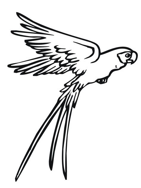 Free Printable Parrot Coloring Pages For Kids | Parrot drawing, Bird coloring pages, Coloring pages