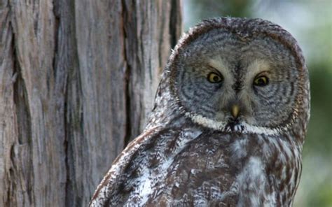 Yosemite: Wildlife threatened by shrinking snowpacks, drought ...