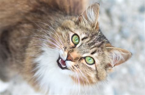 9 Common Cat Behavior Problems (and How to Fix Them) | PetMD