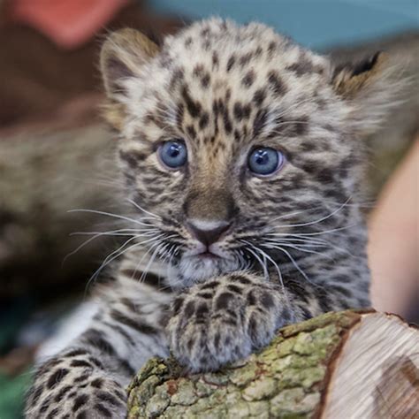 Beardsley Zoo Announces Names for Rare Amur Leopard Cubs