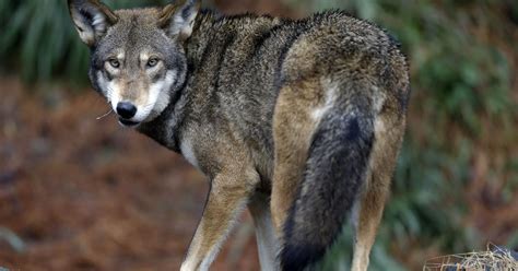 Red wolves nearing extinction — only 40 left in the wild