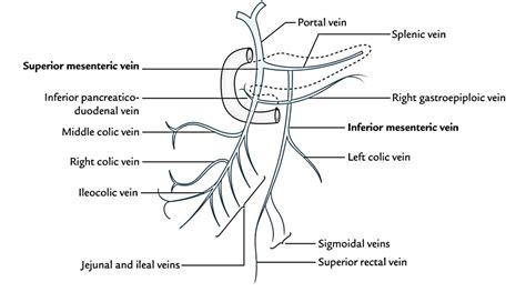 Superior Mesenteric Artery And Vein