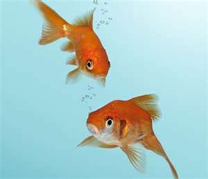 What's the Perfect Temperature for Goldfish Water? | How to take care ...