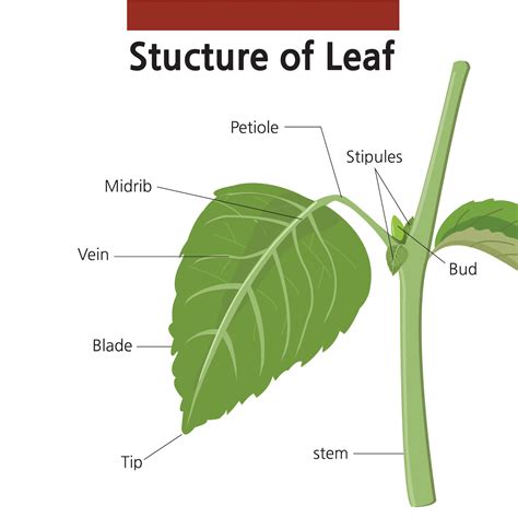 Ligules and Stipules Oh My ! - Plant Specialists