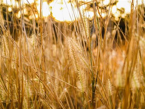 Macro Photography of Green Grass · Free Stock Photo