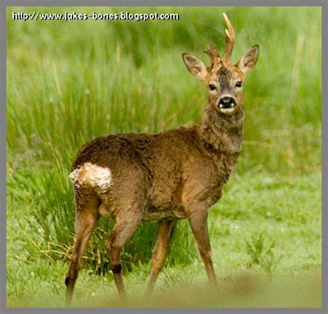 How roe deer antlers grow : Jake's Bones