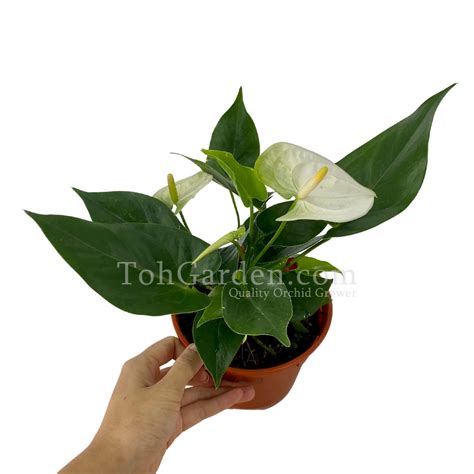 Anthurium White - Toh Garden : Singapore Orchid Plant & Flower Grower