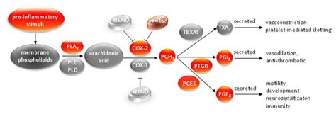 The cyclooxygenase pathway. In response to pro-inflammatory stimuli ...