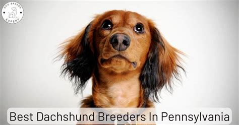 Best Dachshund Breeders in Pennsylvania [2024] | List of 10 Local Breeders