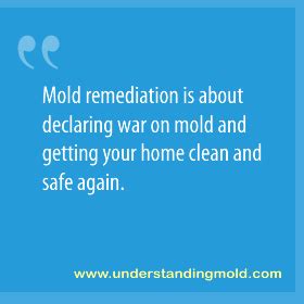 Mold Remediation - Understanding Mold