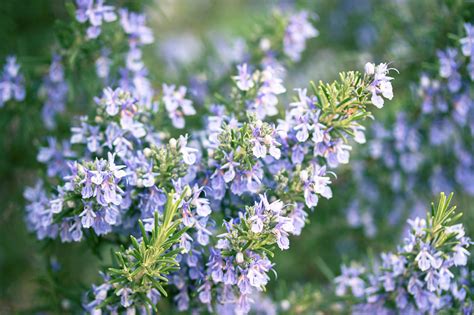 Rosemary: Learn How To Plant, Grow and Harvest