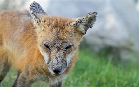 Rabid fox found in Newport News | WAVY.com