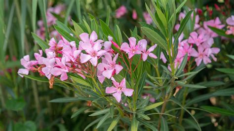 Oleander Flower