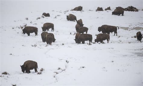 Carrying on: Yellowstone's bison winter season continues as usual despite efforts to change it ...