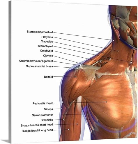 Shoulder Muscles Diagram Labeled / List Of Skeletal Muscles Of The ...