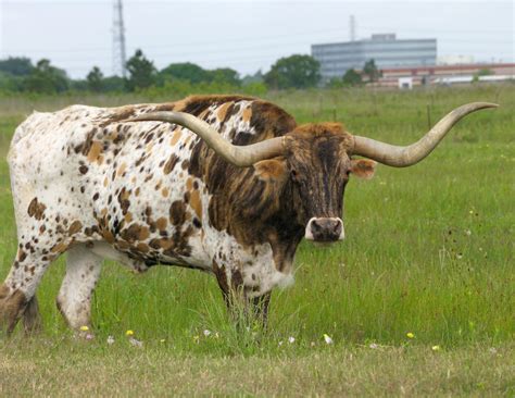 🔥 [50+] Longhorn Cattle Wallpapers | WallpaperSafari