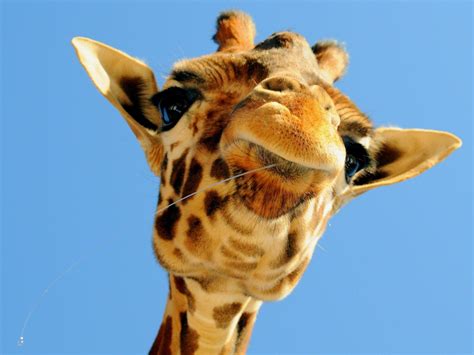 Giraffe Desktop Backgrounds - Wallpaper Cave