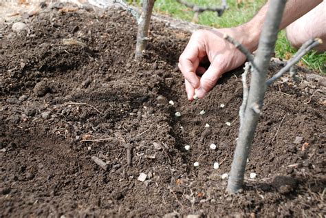 A Pea-sy Guide to Growing Peas: From Seed to Harvest - SeedMoney