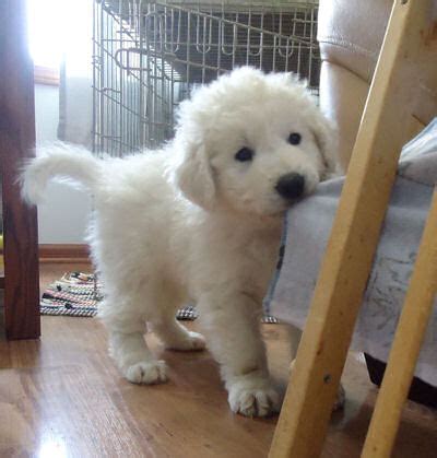 Kuvasz Dog Info, Puppies, Temperament, Mixes, Pictures