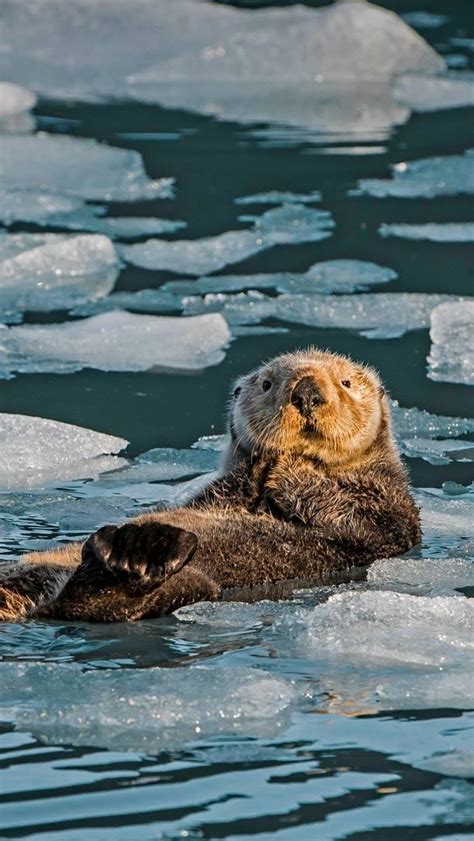 Bing HD Wallpaper Sep 23, 2024: Sea Otter Awareness Week - Bing ...