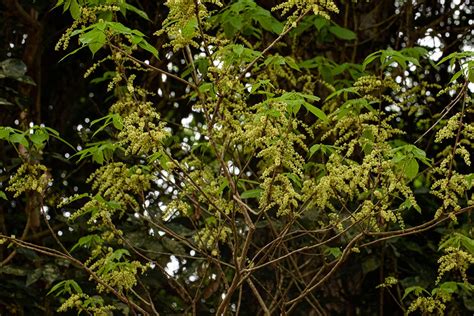 Flora of Mozambique: Species information: individual images: Alchornea ...