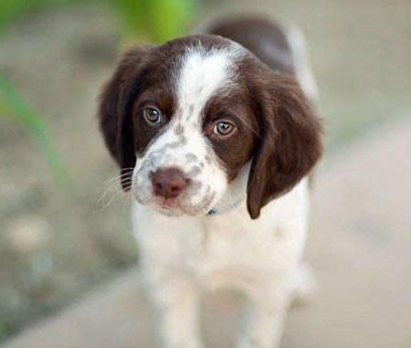 brittany spaniel pup - liver color -- we LOVE the liver color | Spaniel puppies, Brittany ...