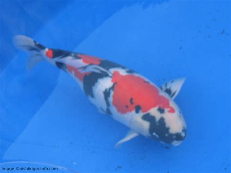 Why do people keep Koi Fish? | Koi Fish Information