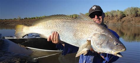 Black Jewfish - Fishing Cairns