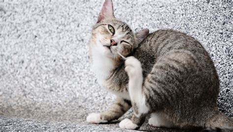 Demodectic Mange In Cats: Symptoms, Causes, & Treatments - CatTime