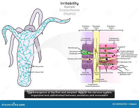 Irritability In Coelenterata Infographic Diagram With Example Of Hydra ...