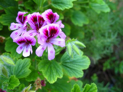 Pink Geranium Free Photo Download | FreeImages