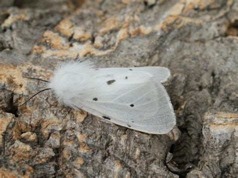 Muslin Moth | Butterfly Conservation