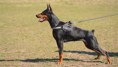 15 Best Police Dog Breeds Used for Police Work (most to least popular)